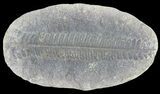 Pecopteris Fern Fossil (Pos/Neg) - Mazon Creek #72358-2